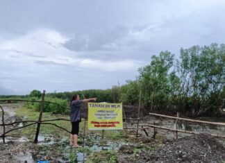 Pembalakan Liar, Habis Tebang Terbit Hak Milik di Hutan Mangrove