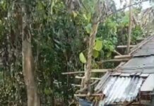 Pemda Masuk Angin, Aktivitas PETI Tambrauw Papua Barat Daya Marak Jadi Rebutan