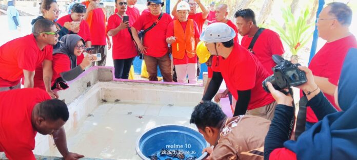 Puluhan Jurnalis PBD Bersama PT Gag Nikel melepas101 ekor tukik di Raja Ampat