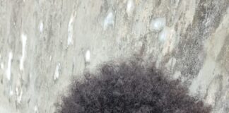 Direktur Eksekutif LBH Abdi Papua Desak Kapolda Usut Tuntas Pembunuhan di Tambrauw