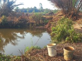 Warga Sorong Bertahan Hidup Mengkonsumsi Endapan Air Rawa dan Lubang Galian Alat Berat Warga Sorong Bertahan Hidup Mengkonsumsi Endapan Air Rawa dan Lubang Galian Alat Berat