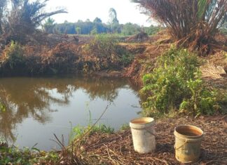 Warga Sorong Bertahan Hidup Mengkonsumsi Endapan Air Rawa dan Lubang Galian Alat Berat