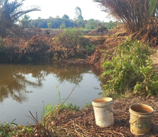 Warga Sorong Bertahan Hidup Mengkonsumsi Endapan Air Rawa dan Lubang Galian Alat Berat